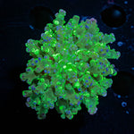 Splatter Frogspawn - riptide aquaculture llc