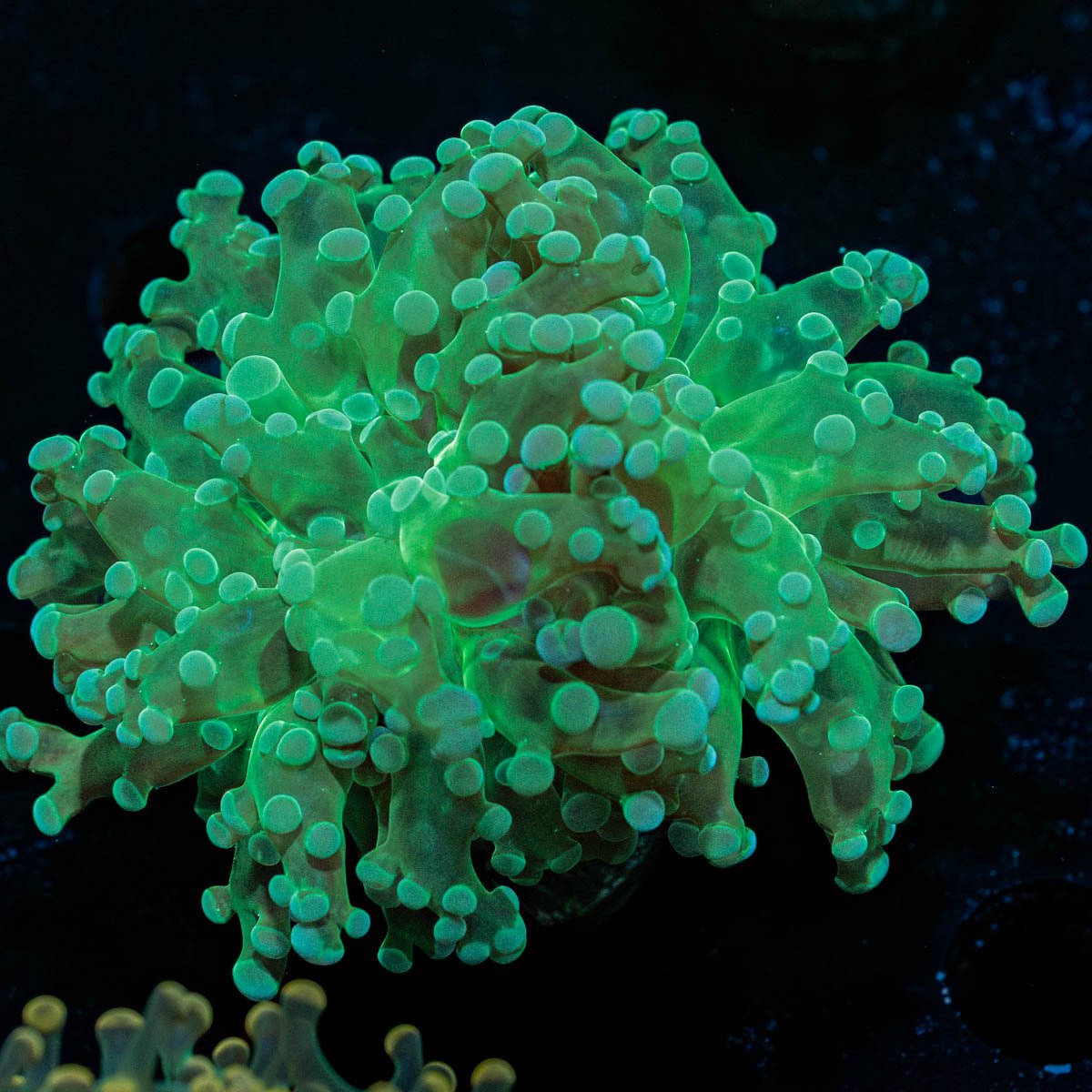 Green Frogspawn - riptide aquaculture llc