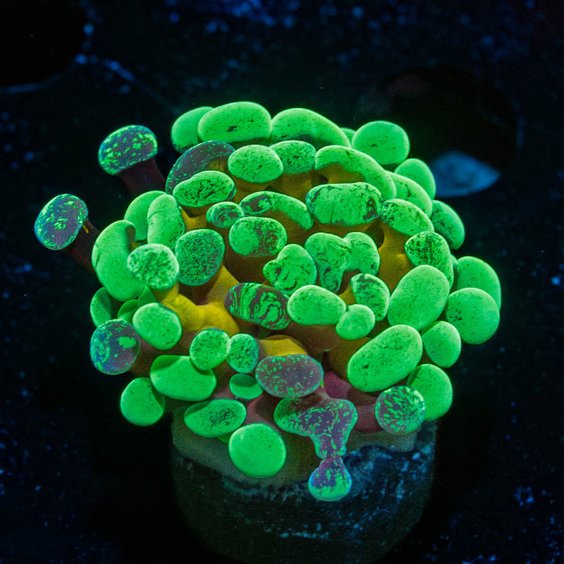 Sick And Twisted Hammer