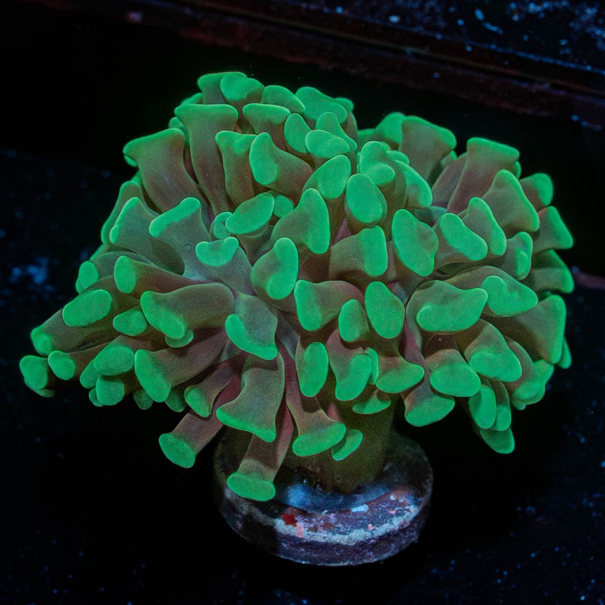 Green Hammer - riptide aquaculture llc