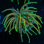 21 Tails Torch - riptide aquaculture llc