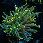 High Beam Torch - riptide aquaculture llc