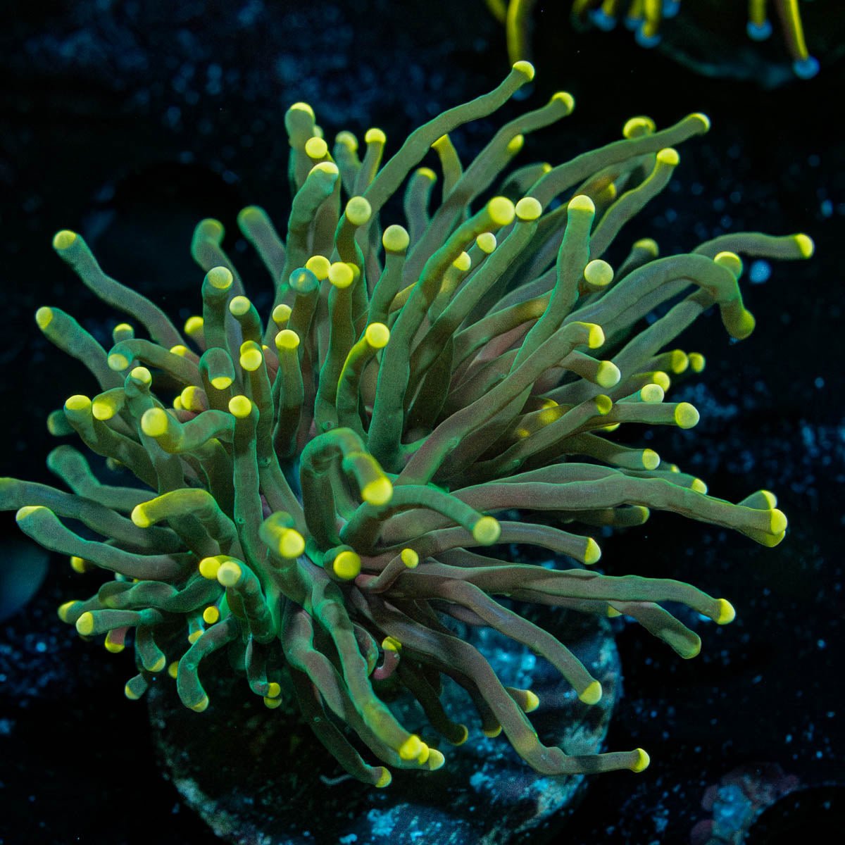 High Beam Torch - riptide aquaculture llc