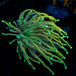 21 Tails Torch - riptide aquaculture llc