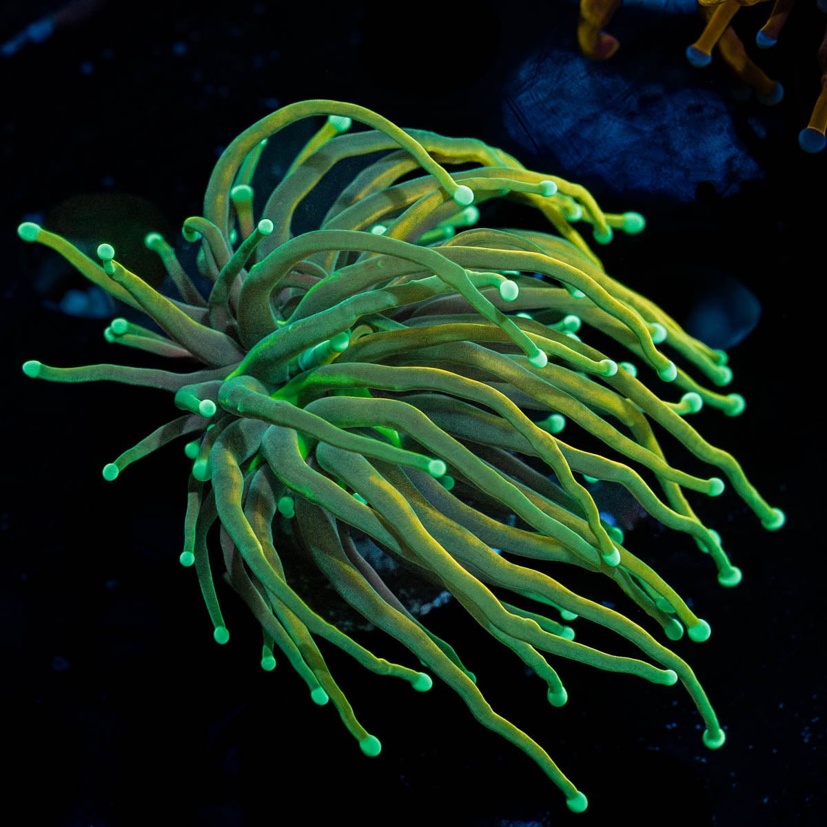 21 Tails Torch - riptide aquaculture llc