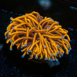 24K Torch - riptide aquaculture llc