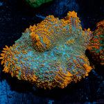 Raunchy Rhodactis Mushroom