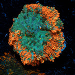 Bullseye Mushroom - riptide aquaculture llc