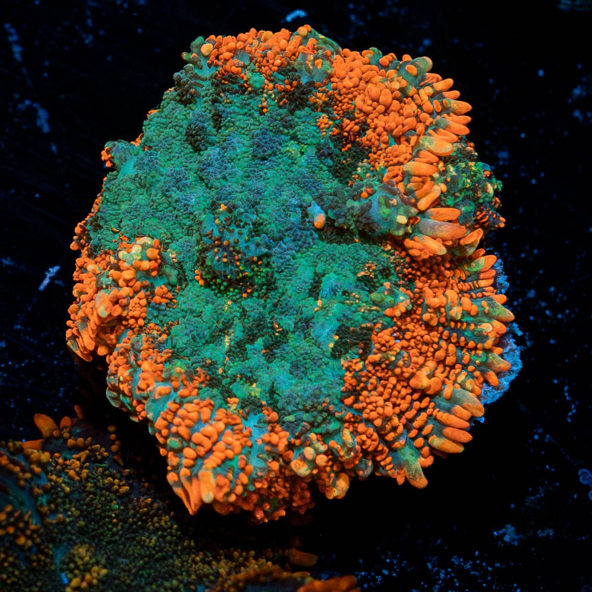 Bullseye Mushroom - riptide aquaculture llc