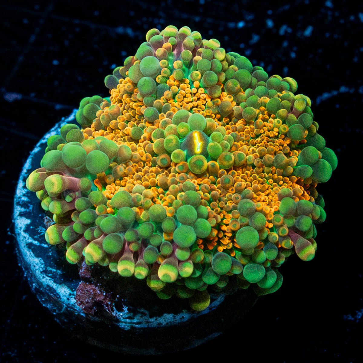 Midas Touch Yuma Mushroom - riptide aquaculture llc