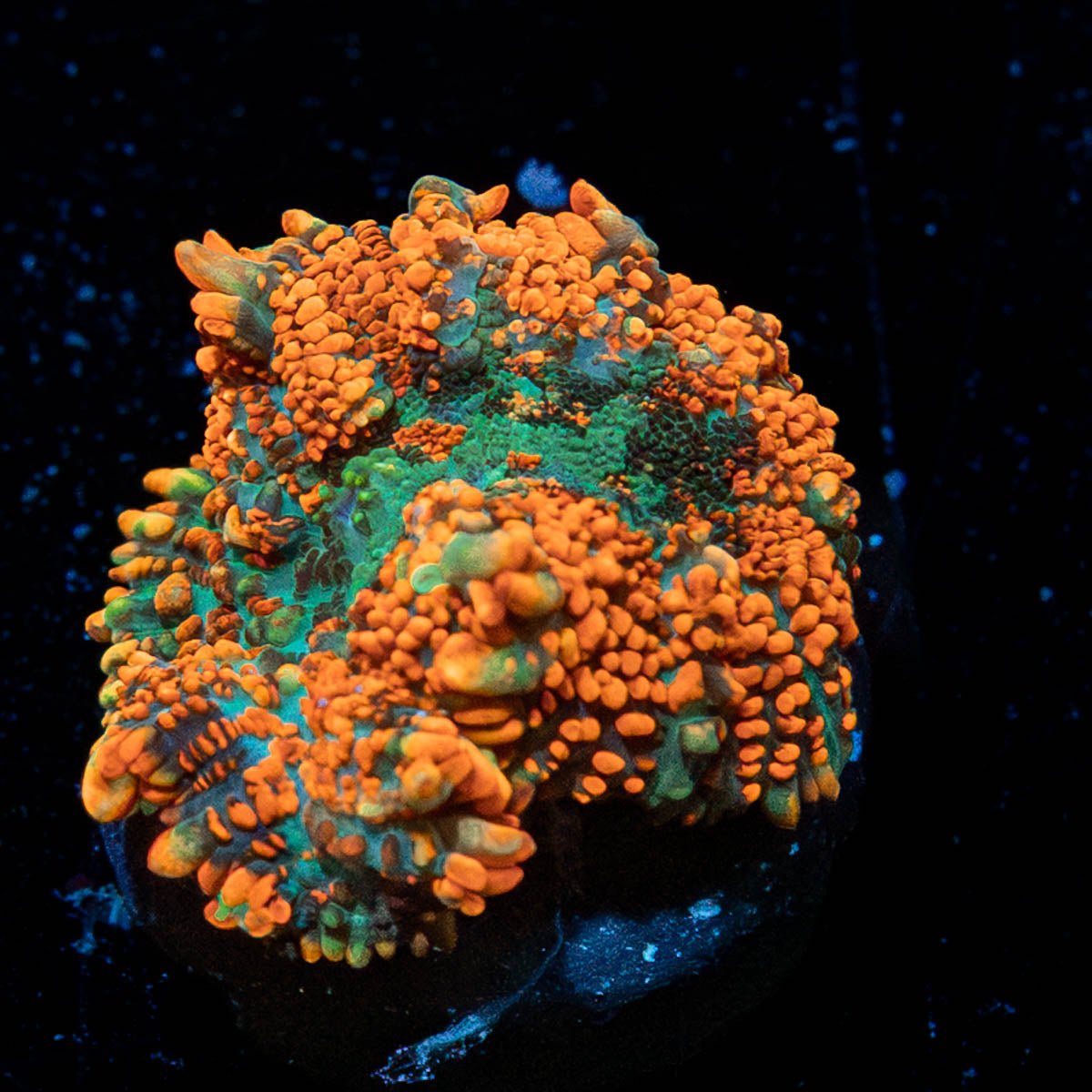 Bullseye Mushroom - riptide aquaculture llc