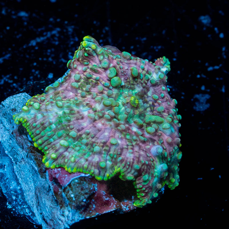 Pink Confetti Mushroom