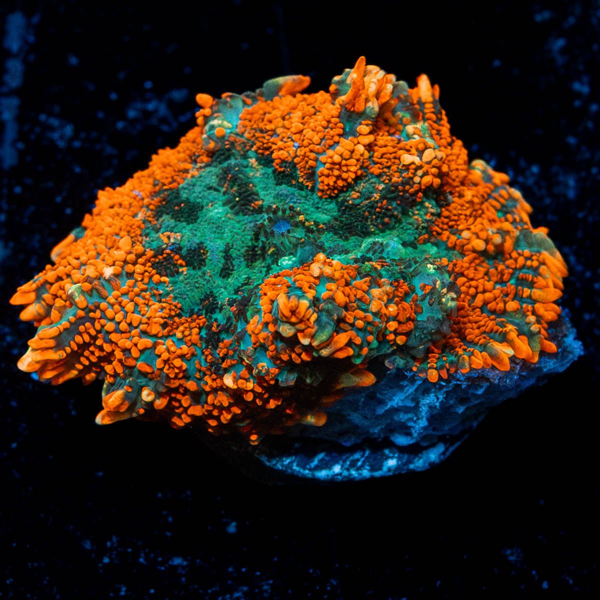 Bullseye Mushroom - riptide aquaculture llc