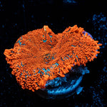 Raunchy Rhodactis Mushroom - riptide aquaculture llc