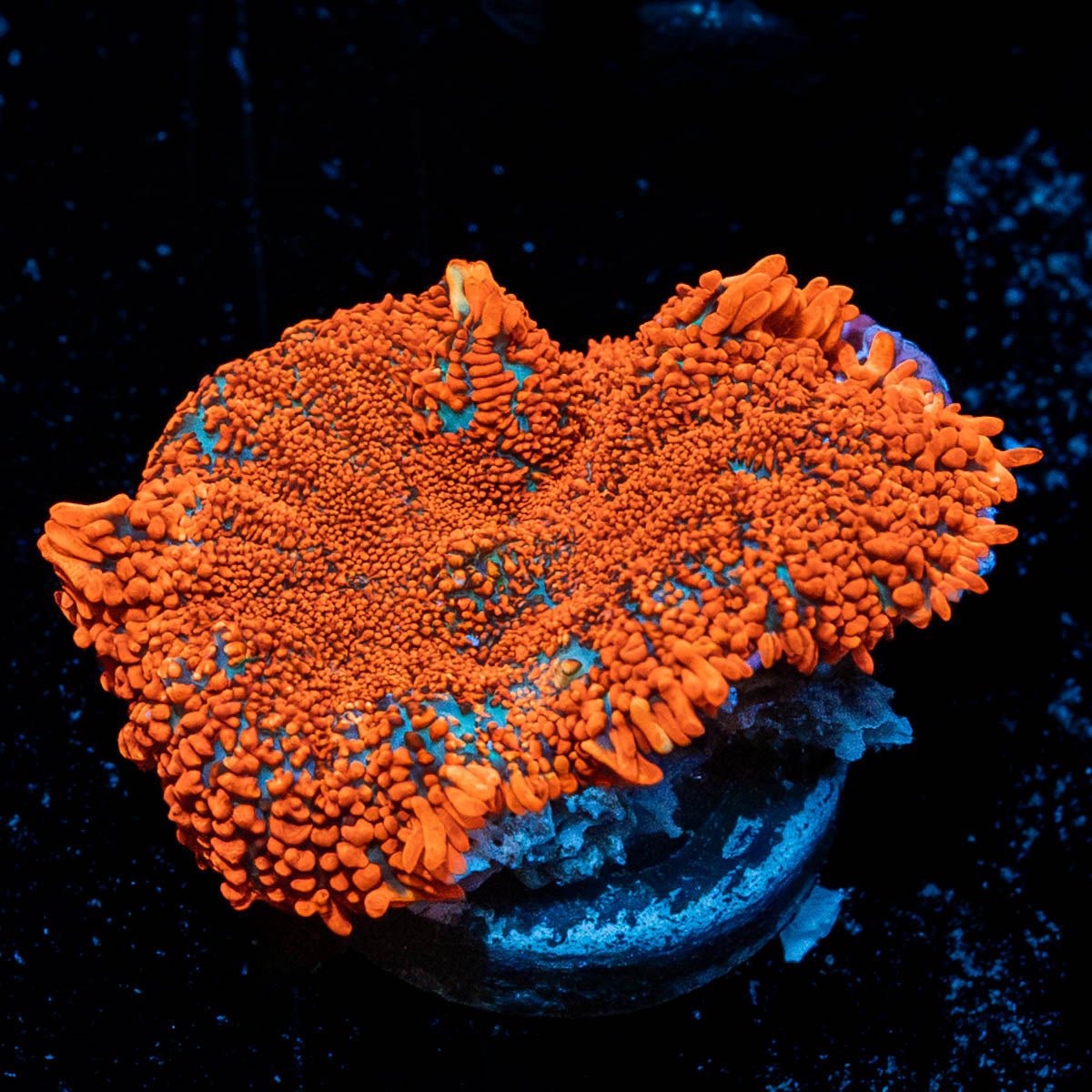 Raunchy Rhodactis Mushroom - riptide aquaculture llc