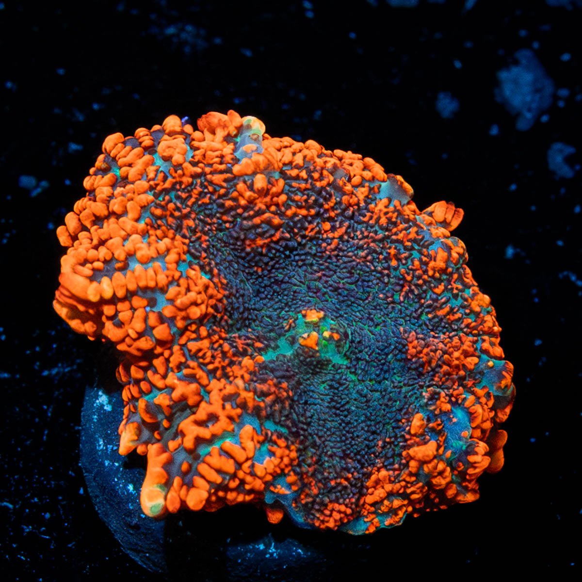 Raunchy Rhodactis Mushroom - riptide aquaculture llc