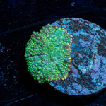 lunar Interstellar Mushroom - riptide aquaculture llc