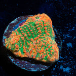 Psychedelics Chalice - riptide aquaculture llc