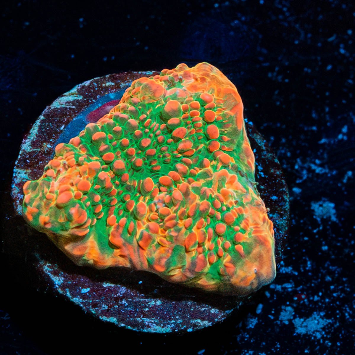 Psychedelics Chalice - riptide aquaculture llc