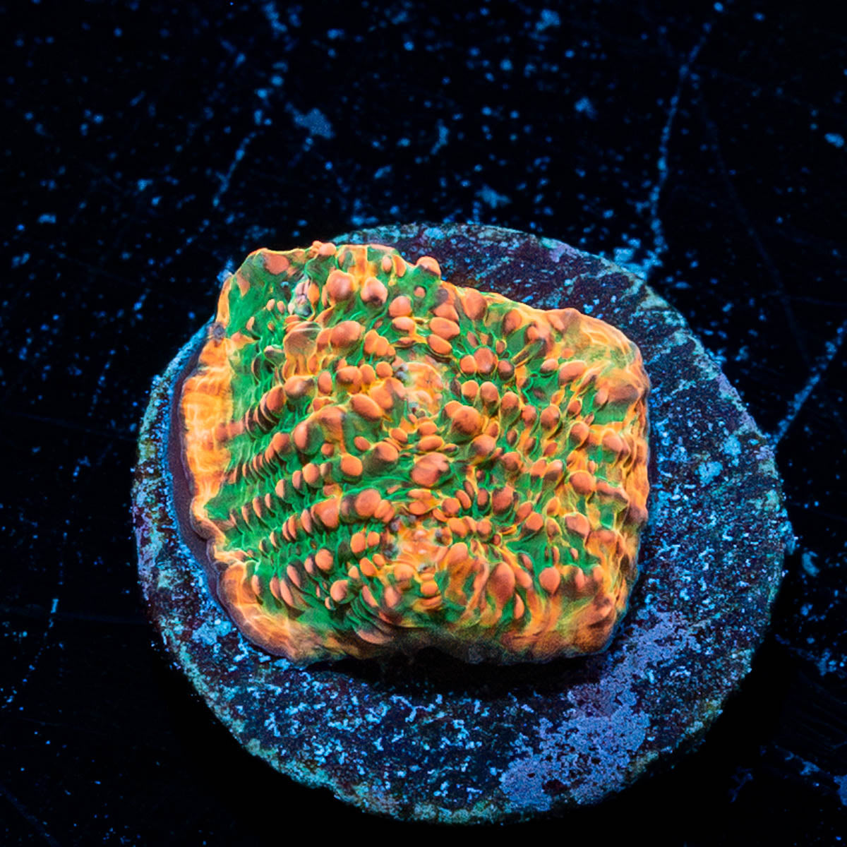 Psychedelics Chalice