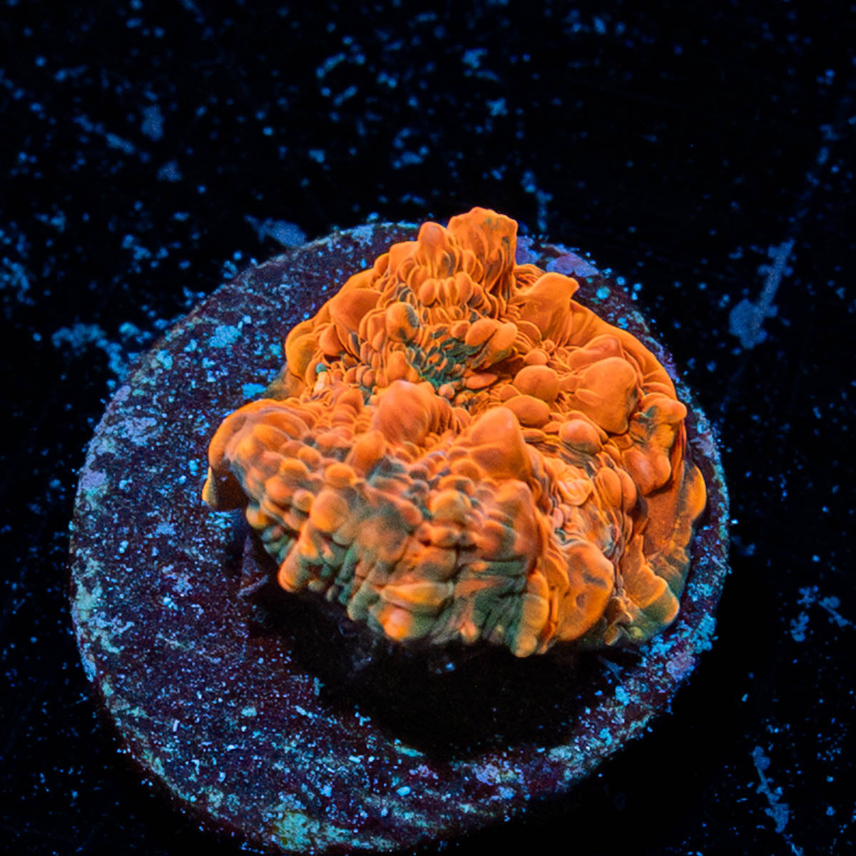 Jolly Rancher Chalice 