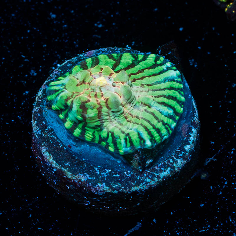 Mask Convict Chalice