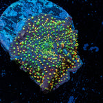 Rainbow Interstellar Mushroom 