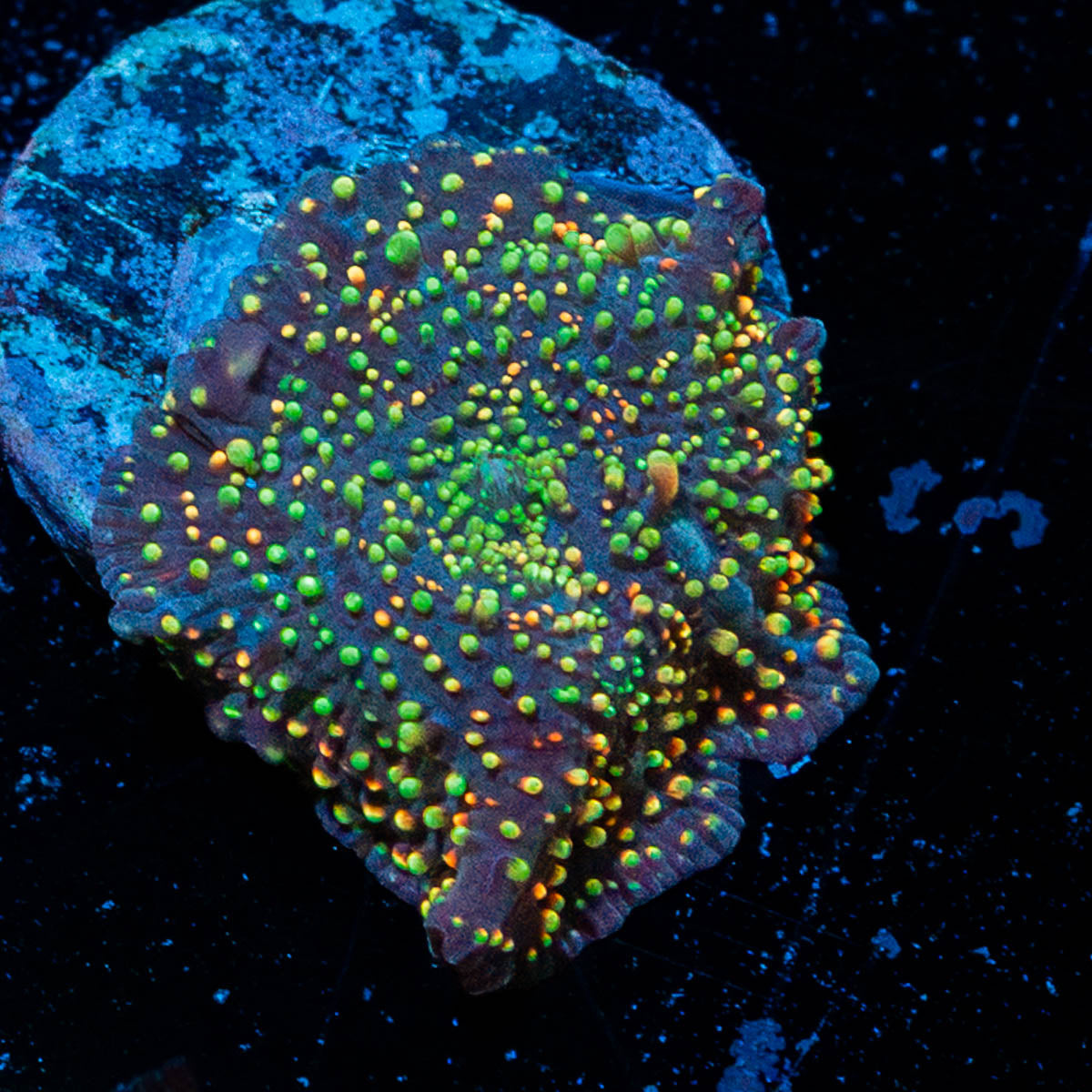 Rainbow Interstellar Mushroom 