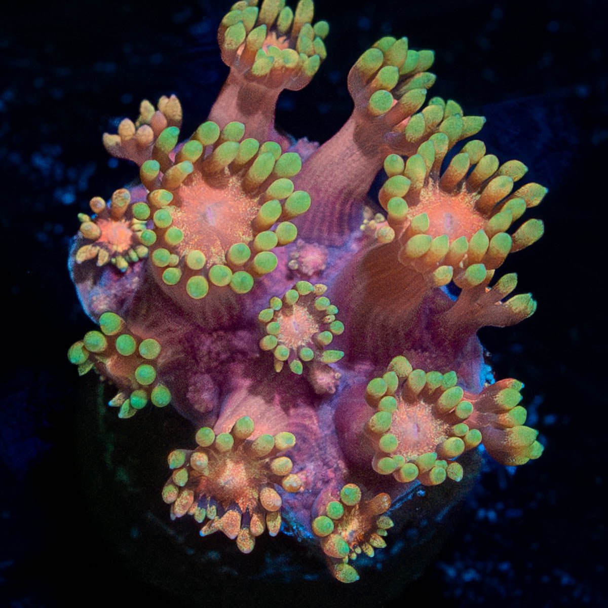 Ironman Goniopora - riptide aquaculture llc