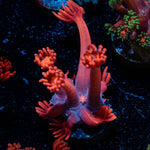 Red Goniopora - riptide aquaculture llc