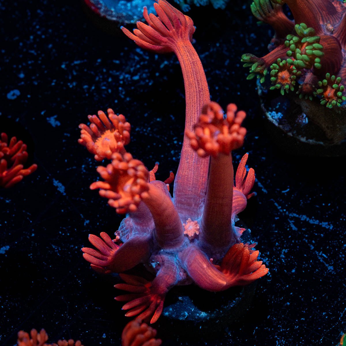 Red Goniopora - riptide aquaculture llc