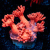 Red Goniopora 