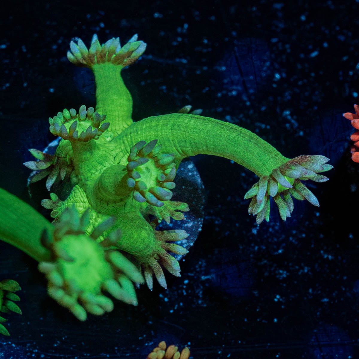 Bubble Toes Goniopora