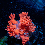 Red Goniopora 
