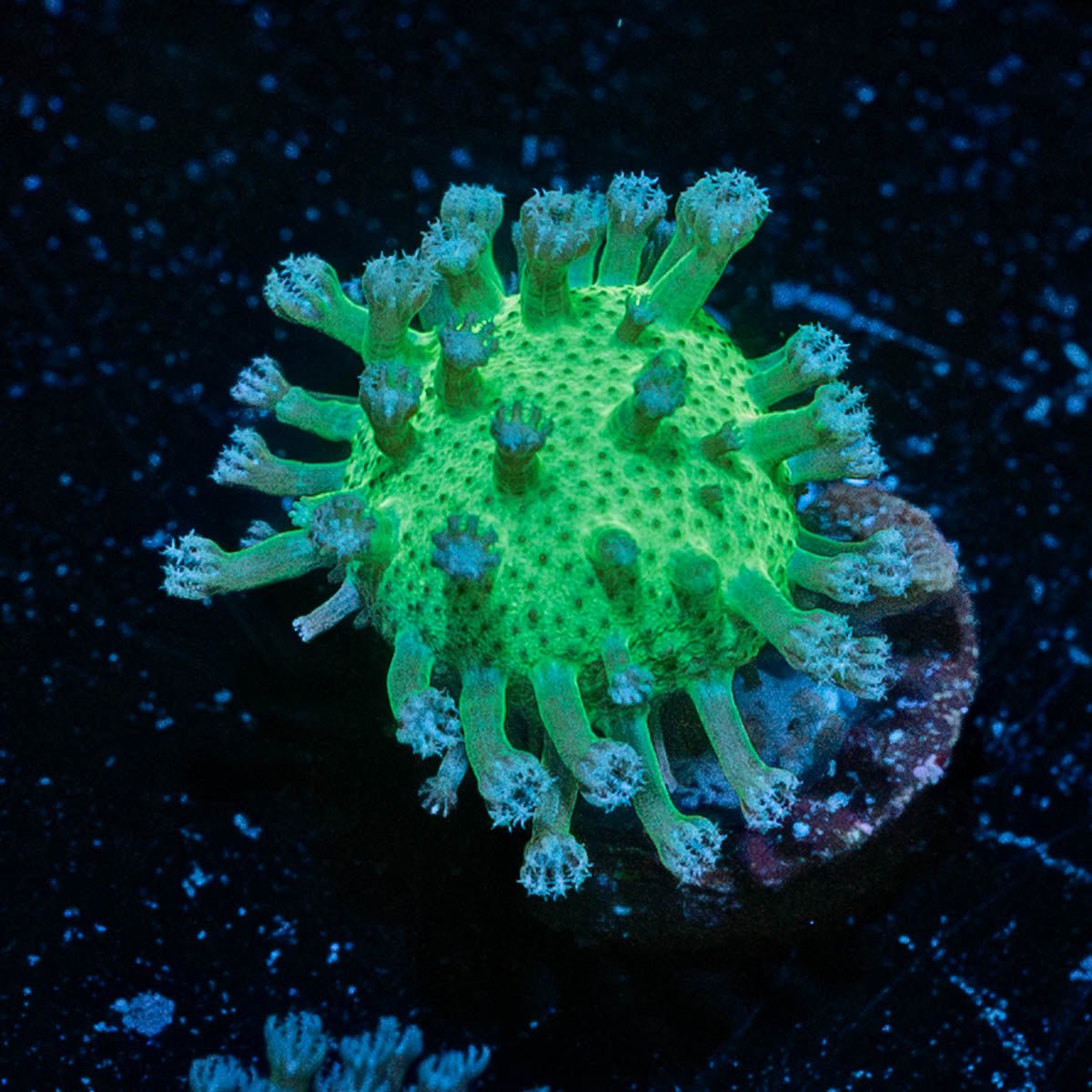 Toadstool Leather - riptide aquaculture llc