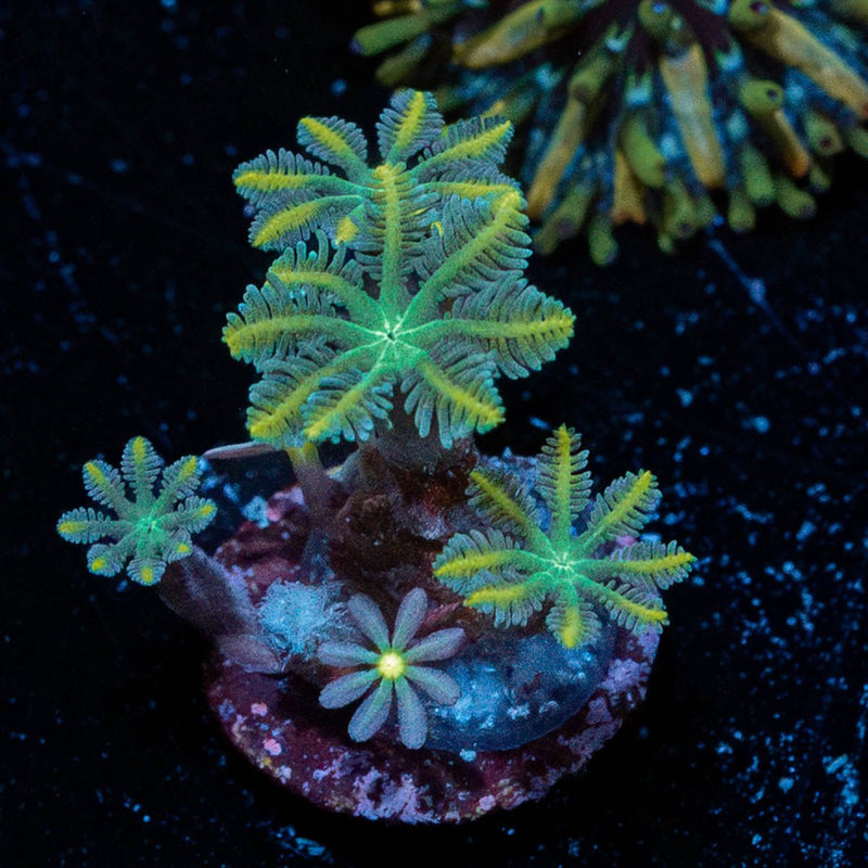Tropicana Clove Polyps
