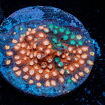 Mega Chrome Cypreastrea 