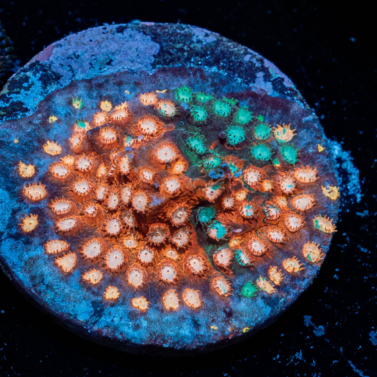 Mega Chrome Cypreastrea 