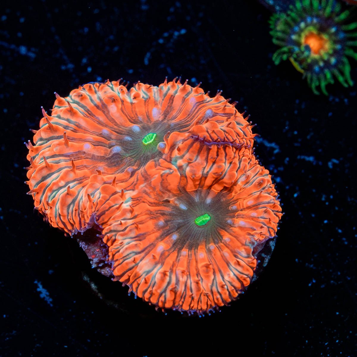 Pocillopora　zakuchiku Momong Pocillopora - Wikipedia