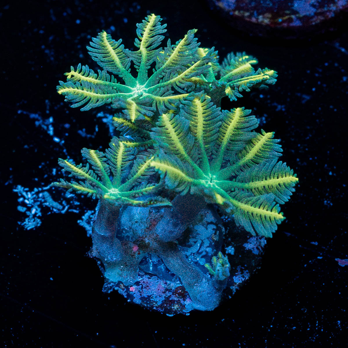 Tropicana Clove Polyps 