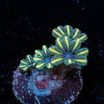 Tropicana Clove Polyps 