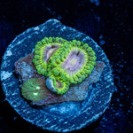 Goblin Infornos Zoanthid - riptide aquaculture llc