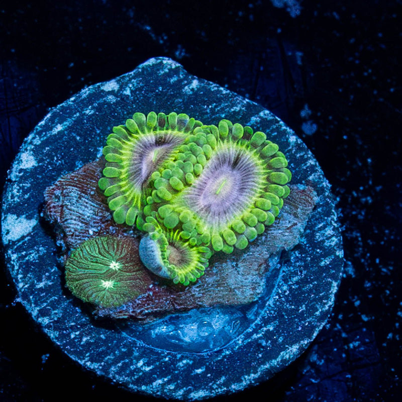 Goblin Infornos  Zoanthid