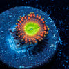 Bowser Zoanthid 