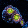 Funny D's Zoanthid 