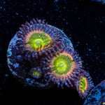 Funny D's Zoanthid 