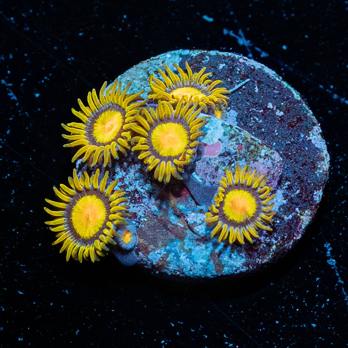 Tutti Fruity Zoanthid 