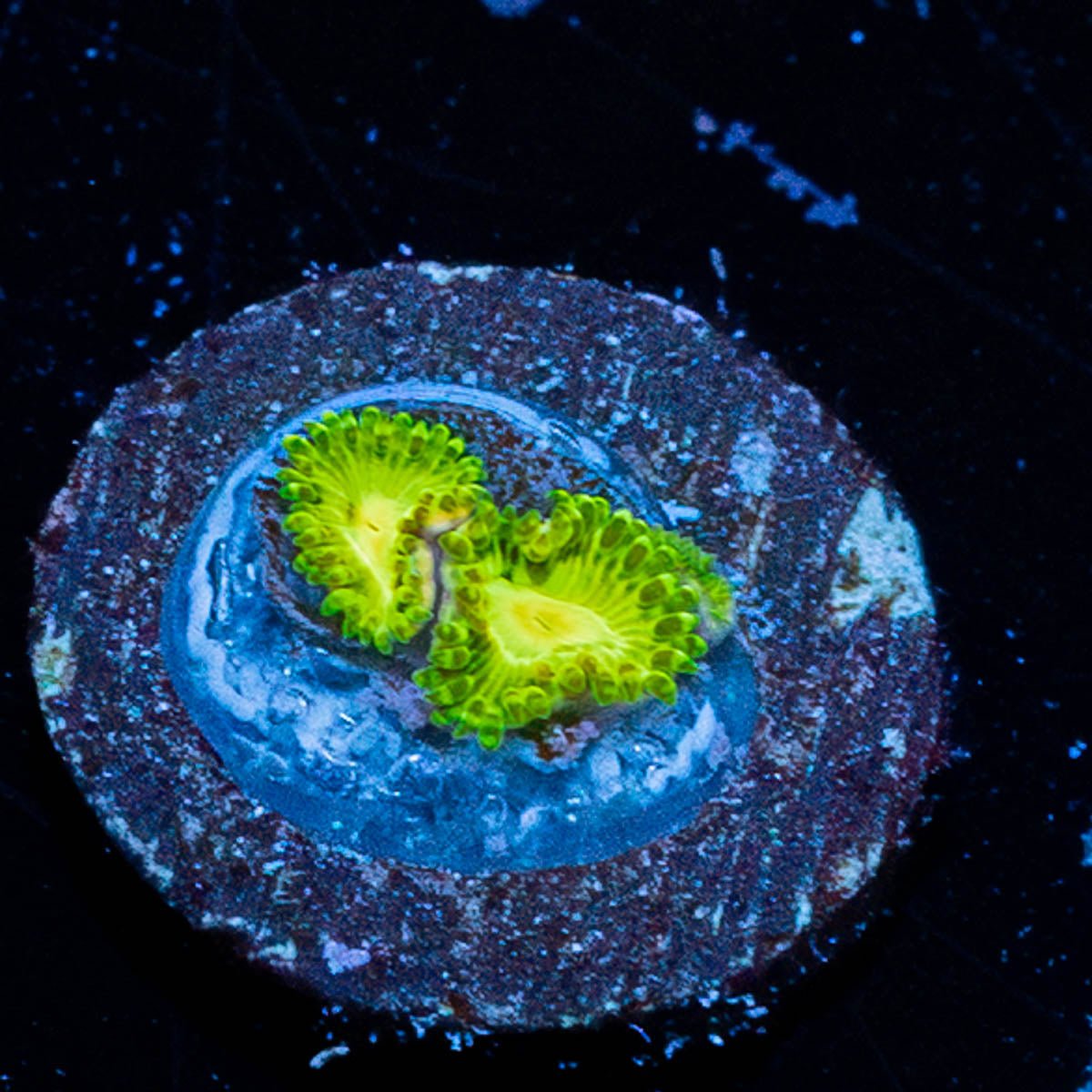 Emerald Murals Zoanthid - riptide aquaculture llc