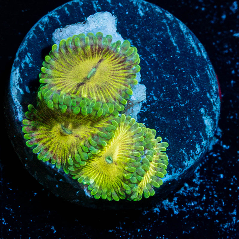 Goblin Infornos  Zoanthid