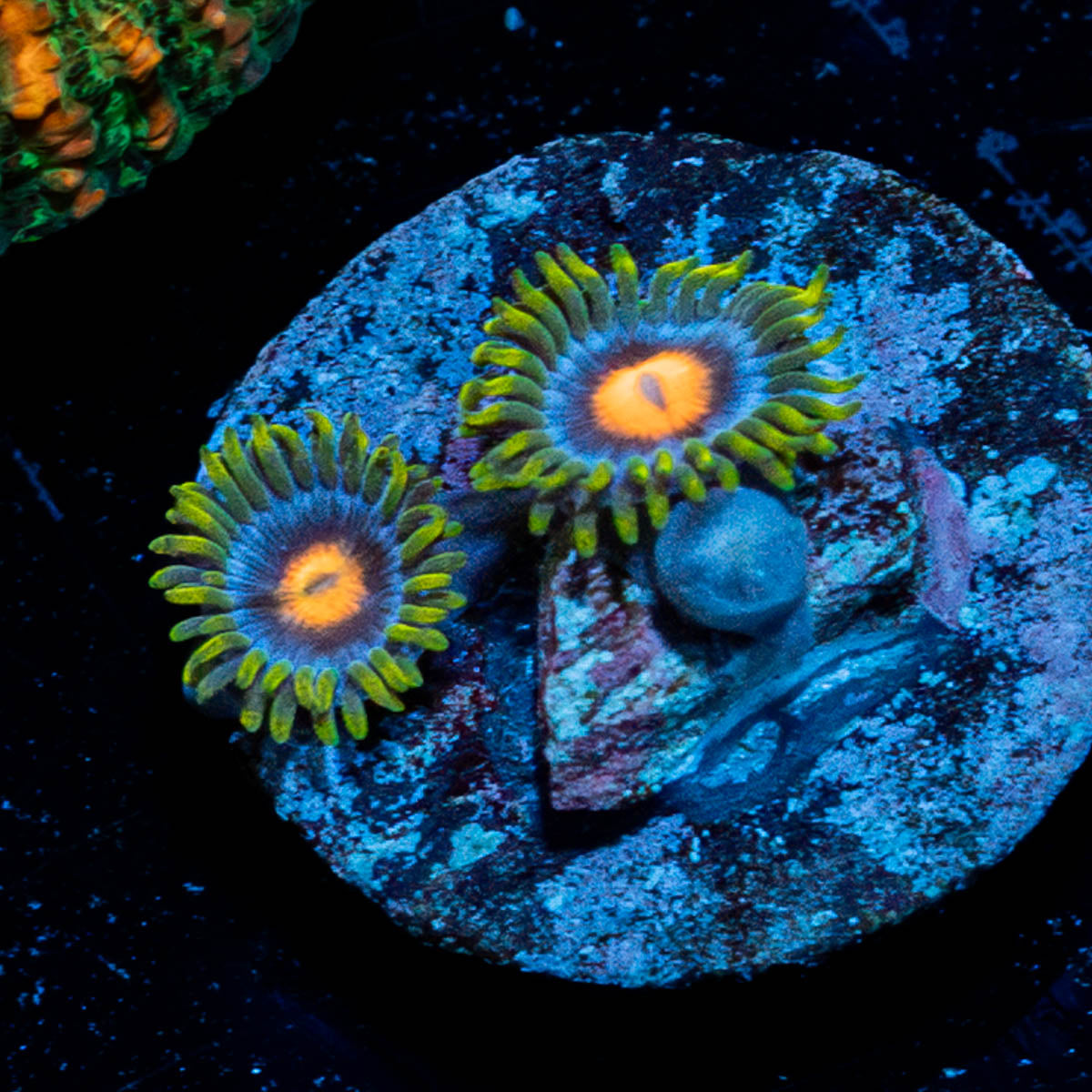 Blue Jays Zoanthid 